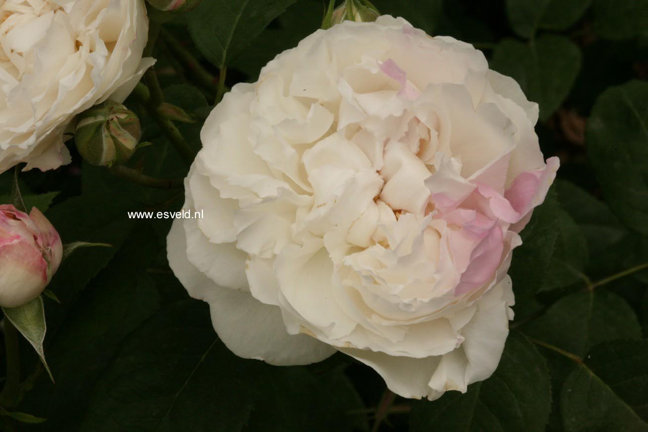 Rosa 'Aiscat' (WINCHESTER CATHEDRAL)