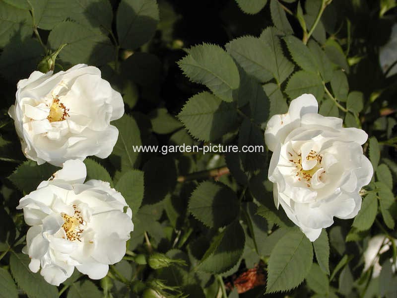 Rosa 'Alba Semiplena'