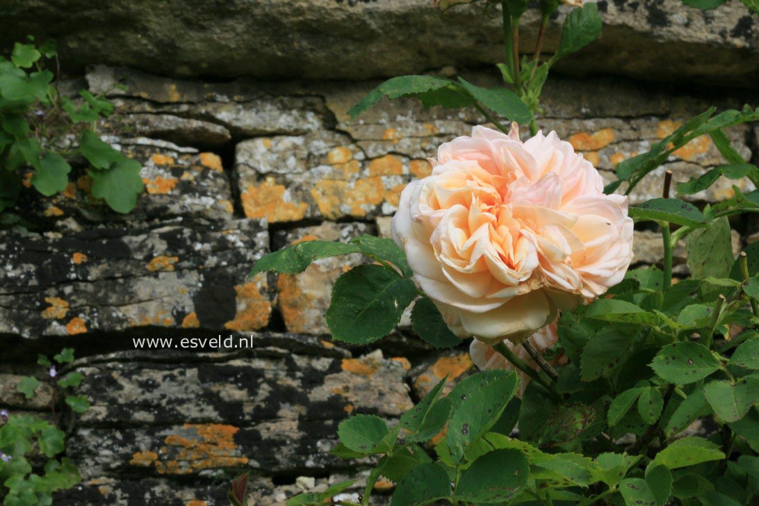 Rosa 'Alchymist'