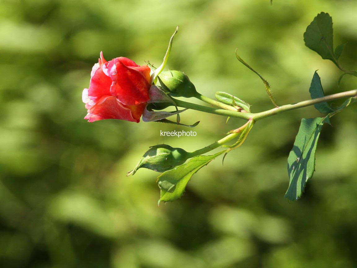 Rosa 'Aloha'