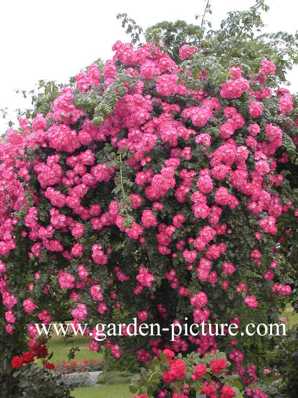 Rosa 'American Pillar'