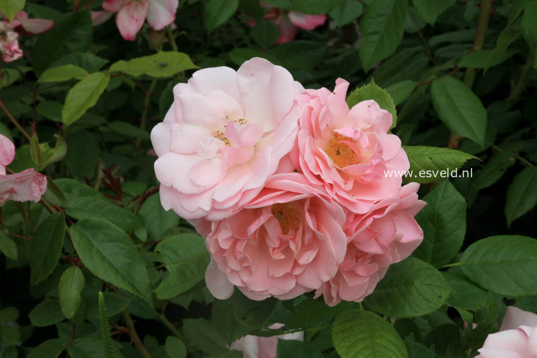 Rosa 'Astrid Lindgren'