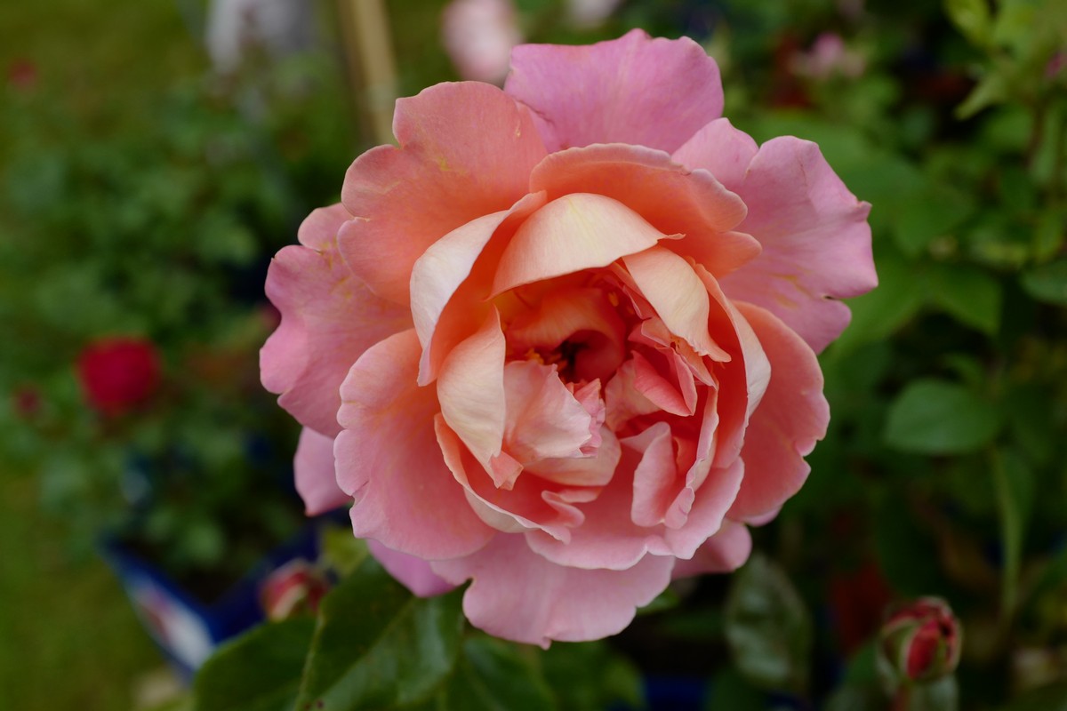 Rosa 'Audrey Wilcox'