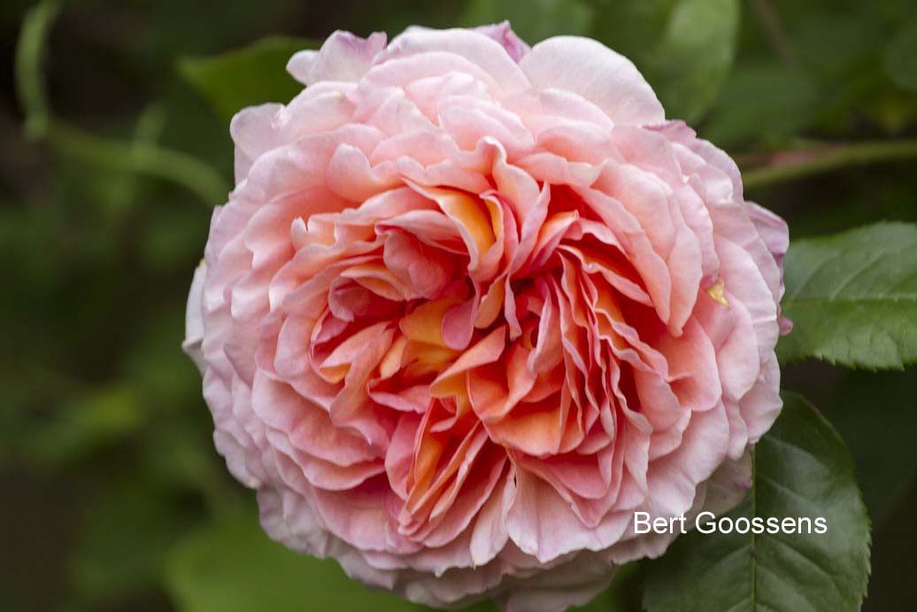 Rosa 'Auscot' (ABRAHAM DARBY) (75417)