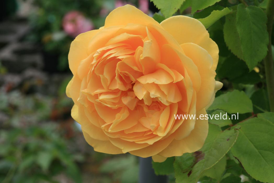 Rosa 'Ausmas' (GRAHAM THOMAS)