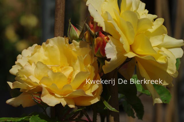 Rosa 'Autumn Sunset'