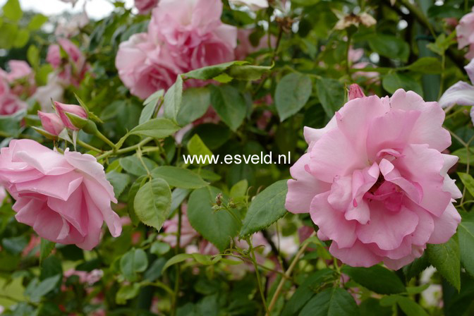 Rosa 'Bantry Bay'