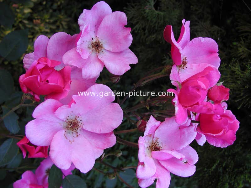 Rosa 'Betty Prior'