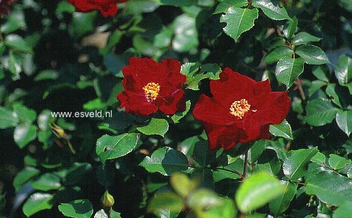 Rosa 'Cappa Magna'