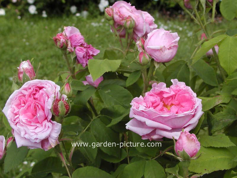 Rosa 'Comte de Chambord'