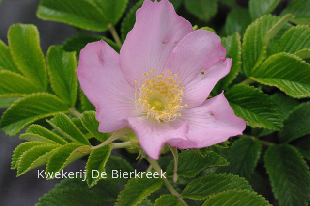 Rosa 'Dagmar Hastrup'