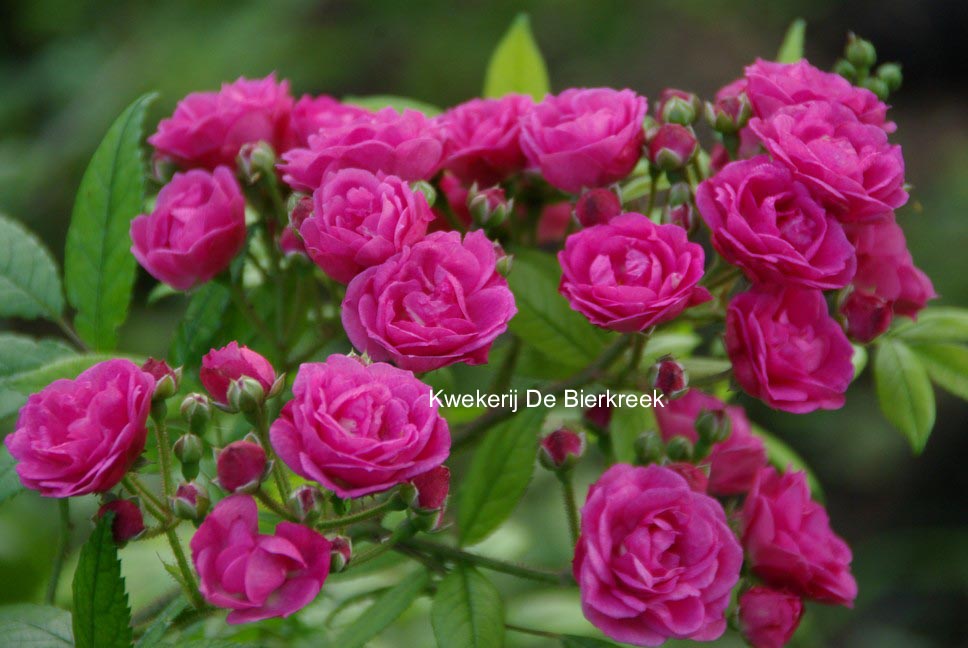 Rosa 'Dinky'