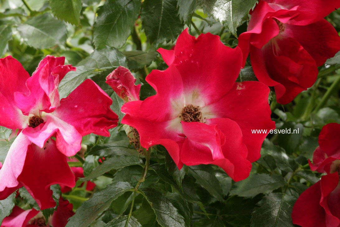 Rosa 'Dortmund'
