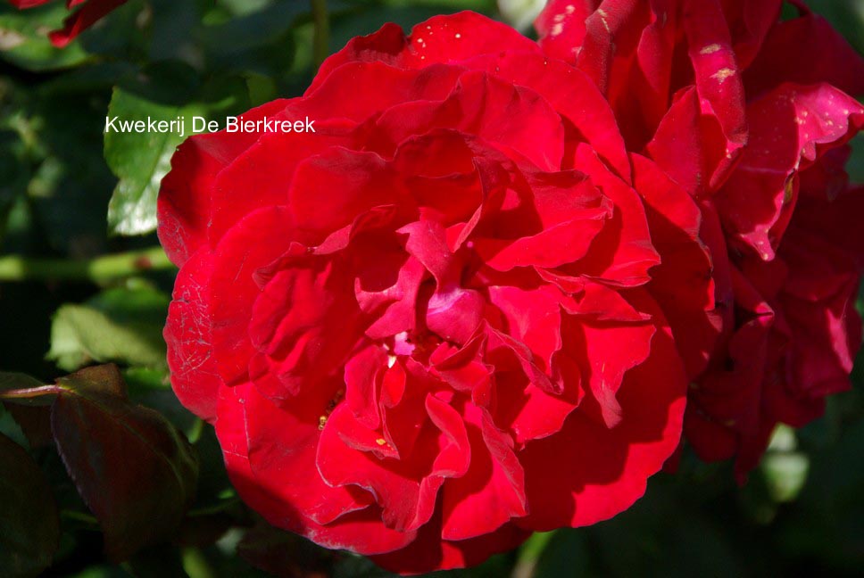 Rosa 'Dublin Bay'