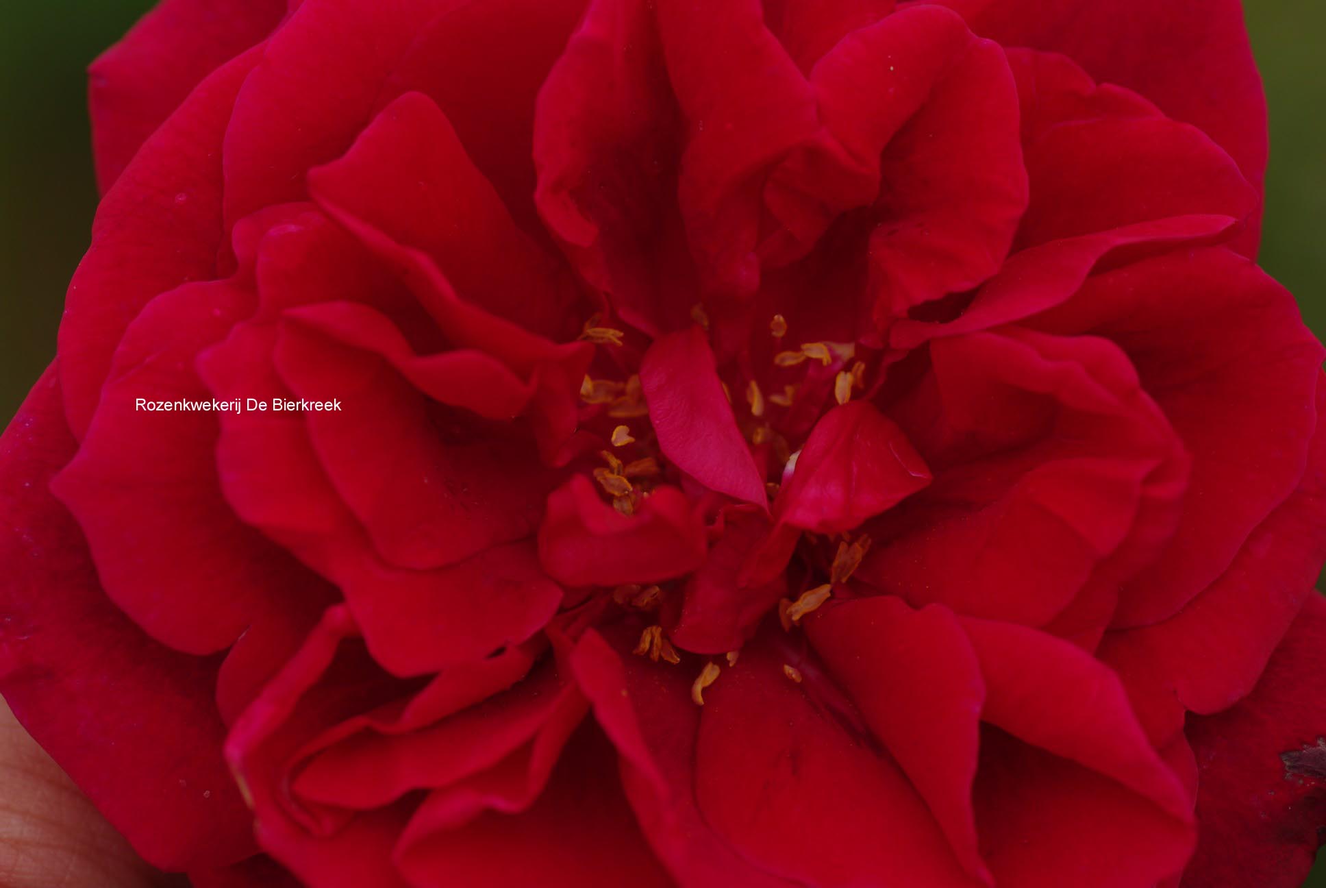 Rosa 'Etoile de Hollande' (77869)