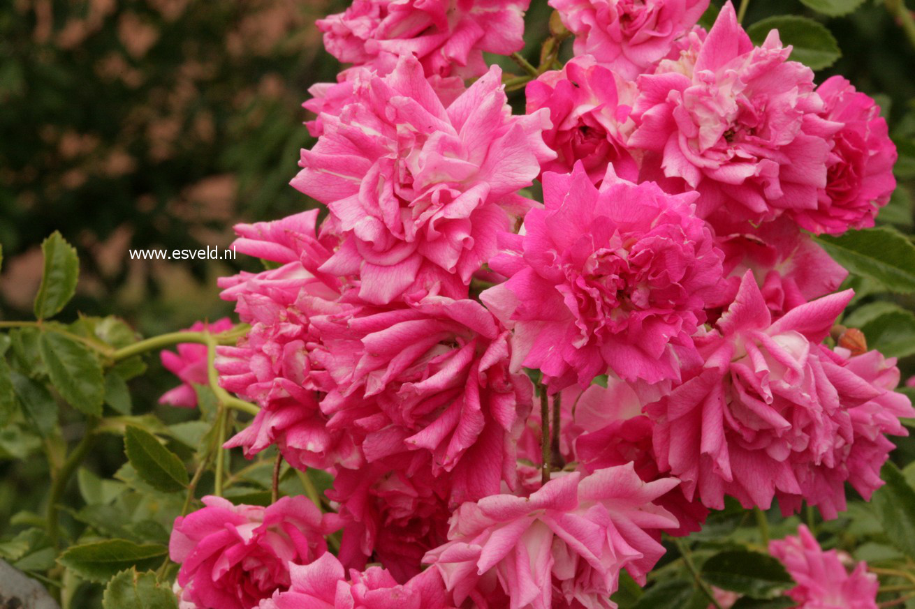 Rosa 'Excelsa'