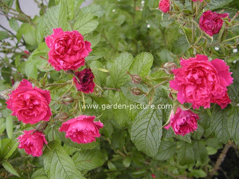 Rosa 'F.J. Grootendorst'