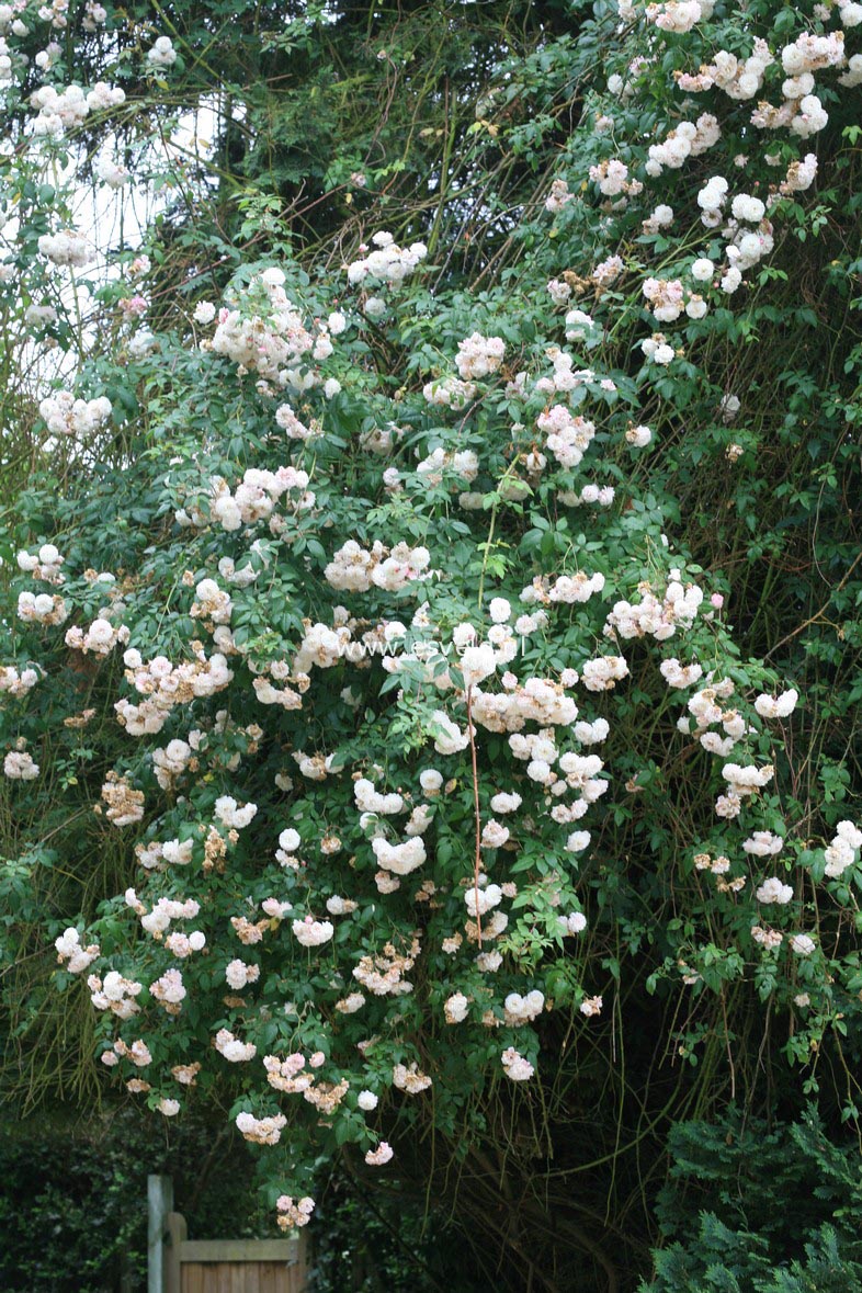 Rosa 'Felicite et Perpetue'