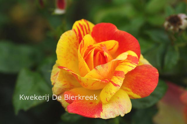 Rosa 'Fidji'
