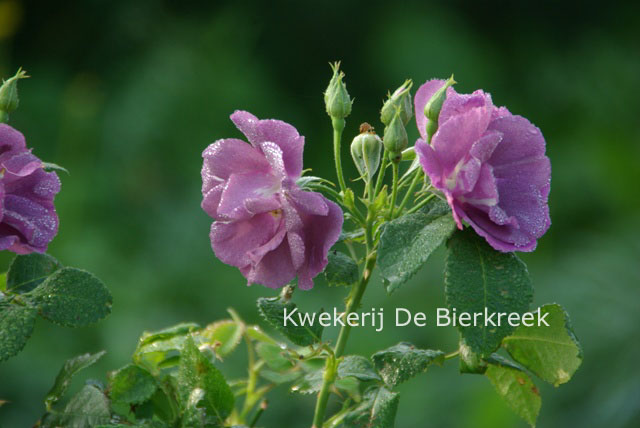 Rosa 'Frantasia' (RHAPSODY IN BLUE)