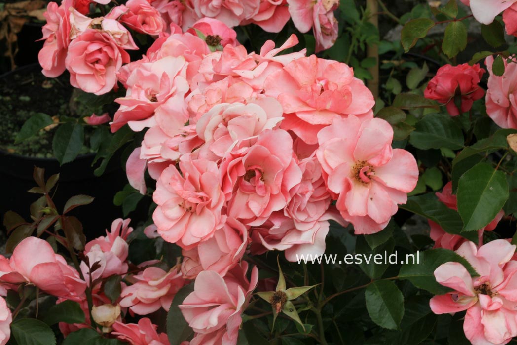 Rosa 'Fredensborg'