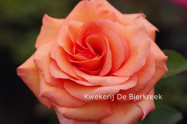 Rosa 'Fryxotic' (WARM WISHES)