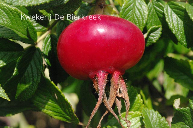 Rosa 'Georg Ruf'
