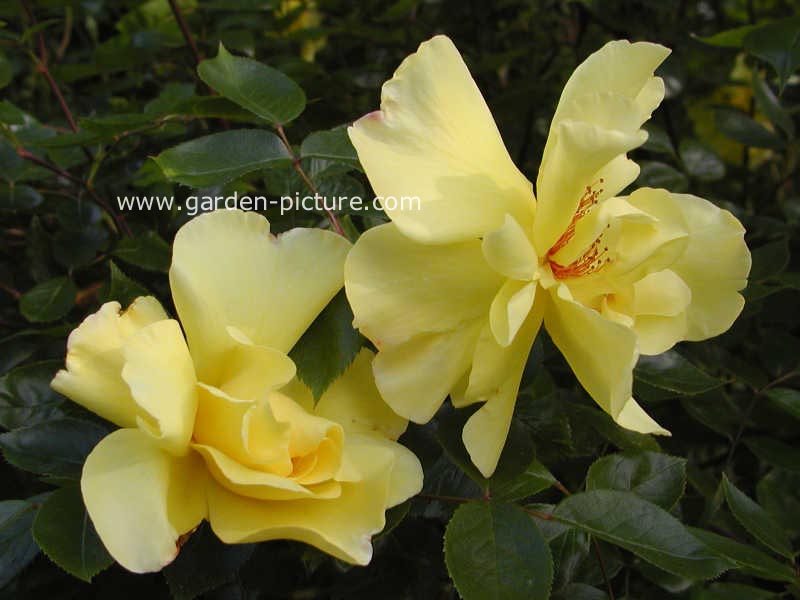 Rosa 'Golden Showers'