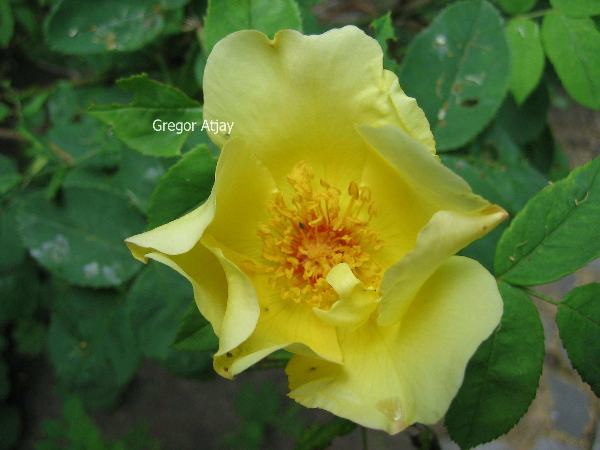 Rosa 'Golden Wings'