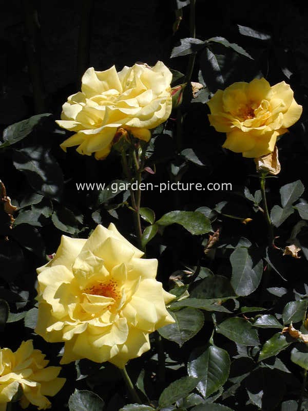 Rosa 'Goldstern'