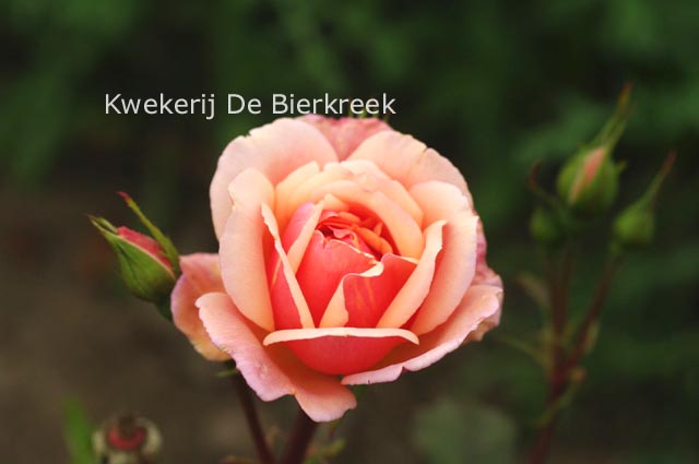 Rosa 'Gruss an Coburg'