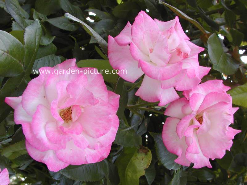 Rosa 'Haendel'