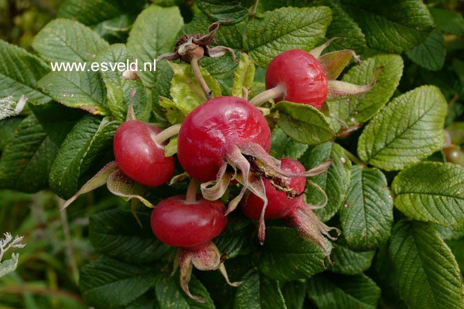 Rosa 'Hansa'