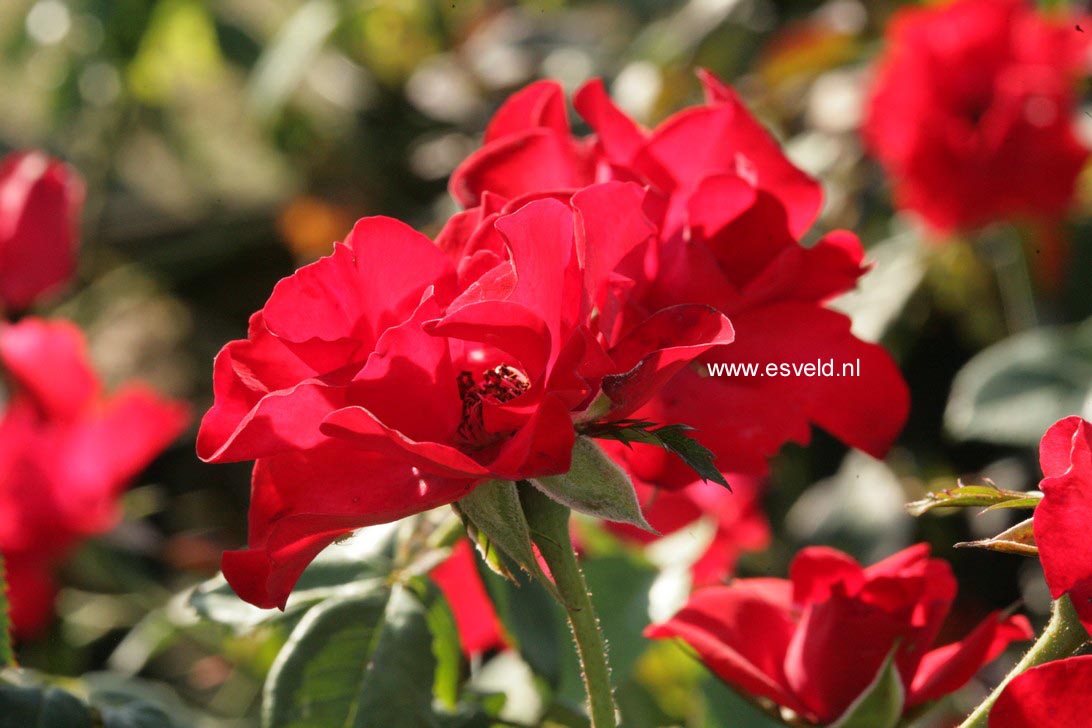 Rosa 'Havam' (AMSTERDAM)