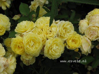 Rosa 'Havobog' (GOLDEN BORDER)