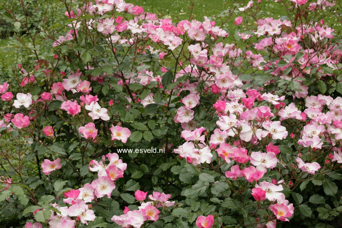 Rosa 'Interall' (ROSY CUSHION)