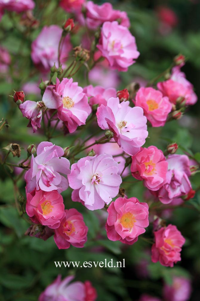 Rosa 'Interlav' (LAVENDER DREAM)