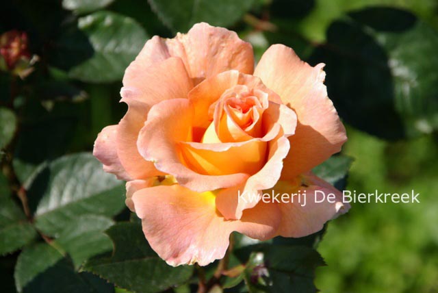 Rosa 'King's Macc'