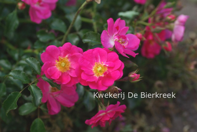 Rosa 'Kordatura' (NEON)