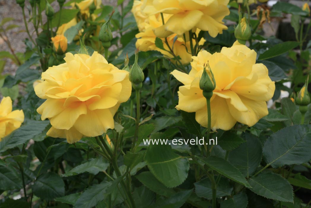 Rosa 'Korresia' (FRIESIA)