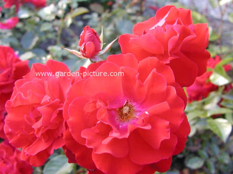 Rosa 'Kortemma' (MAINAUFEUER)