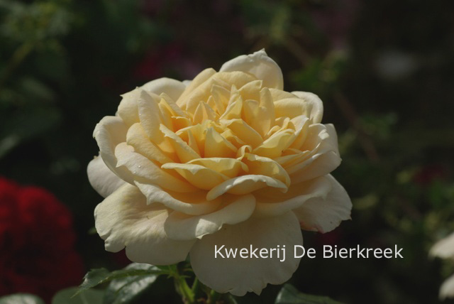 Rosa 'Korvanaber' (LION'S ROSE)