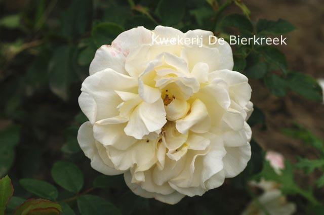 Rosa 'Kosmos'