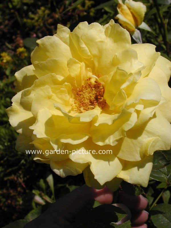Rosa 'Landora' (SUNBLAST)
