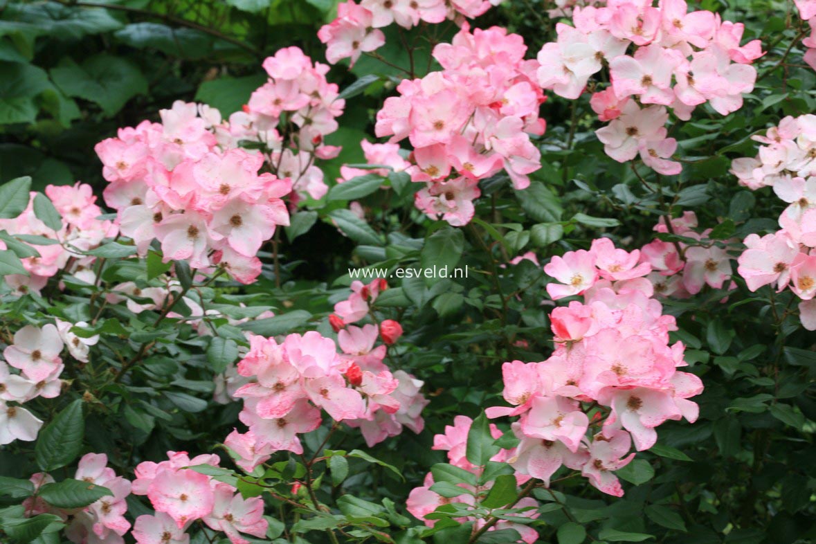 Rosa 'Lenmobri' (RUSH)