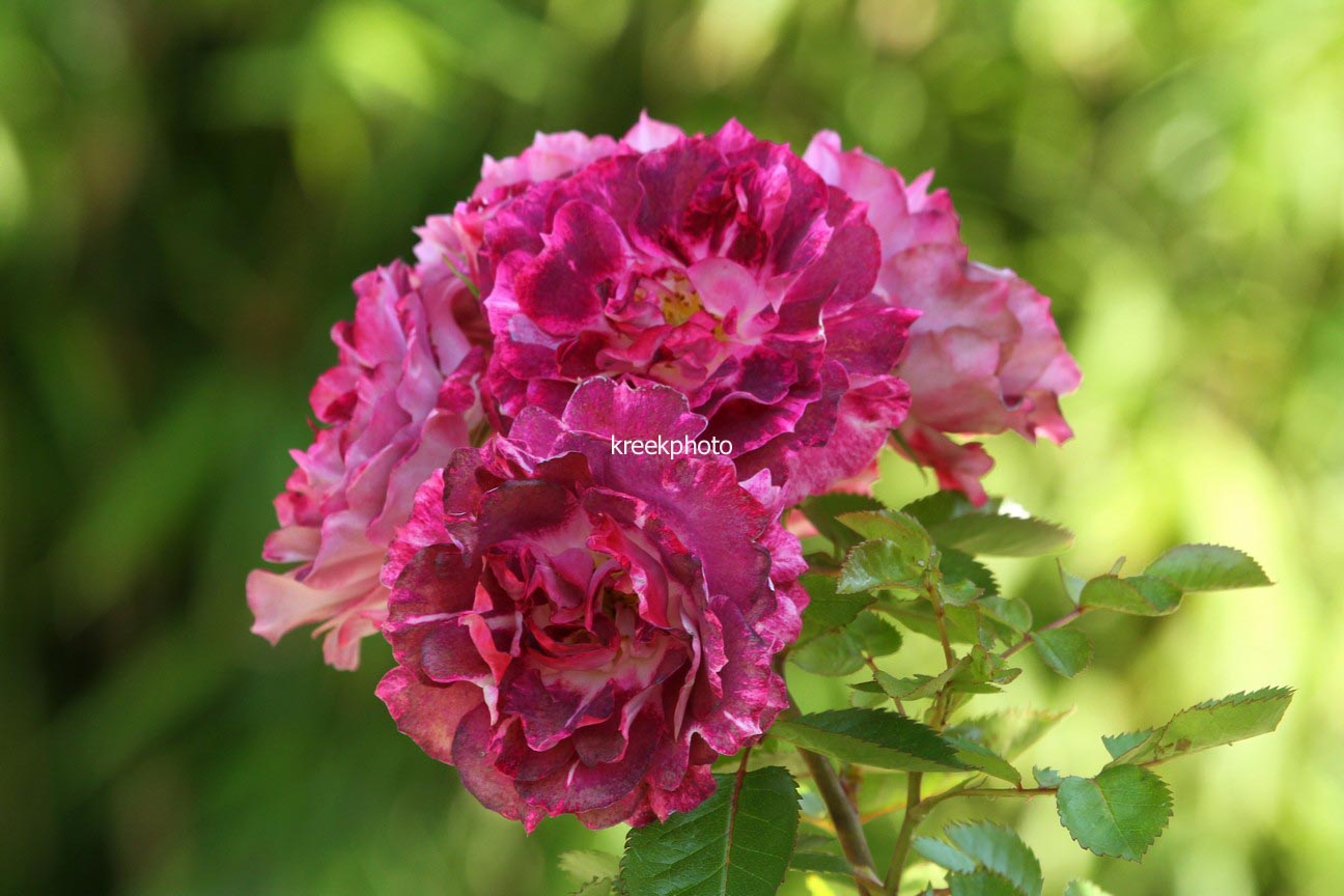 Rosa 'Let's Celebrate'