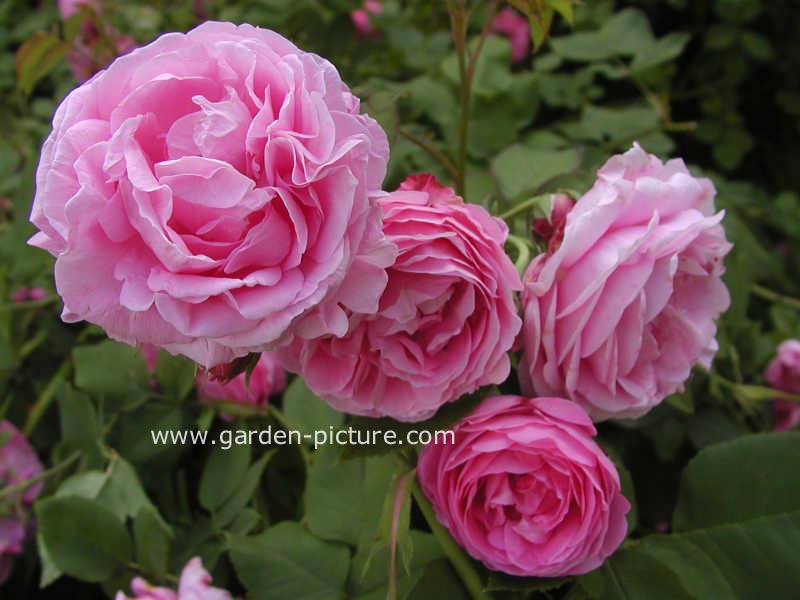 Rosa 'Louise Odier'