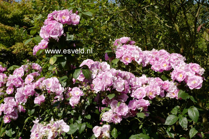 Rosa 'Lucky'