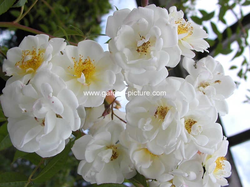 Rosa 'Lykkefund'