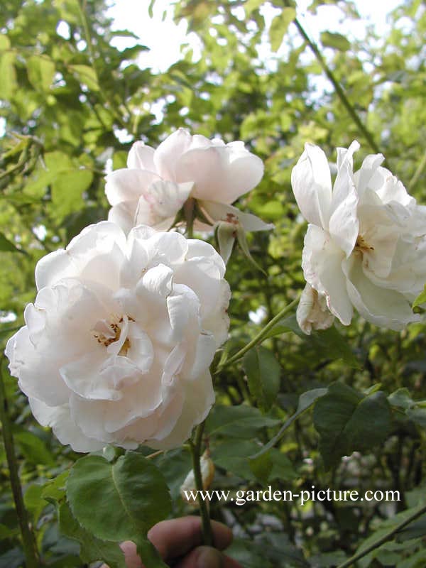 Rosa 'Madame Alfred Carriere'
